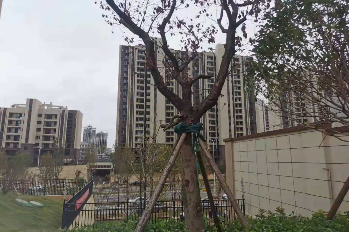 碧桂园娄星府  4室2厅2卫    2800.0元/月小区图