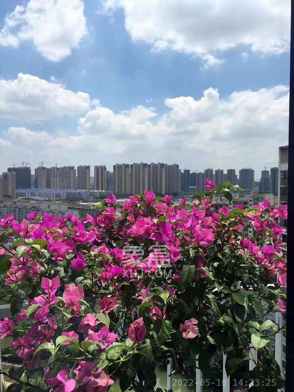 阳光100三期 8室2厅2卫 26000.0元/月 阳光100三期 8室2厅2卫 26000.0元/月室内图