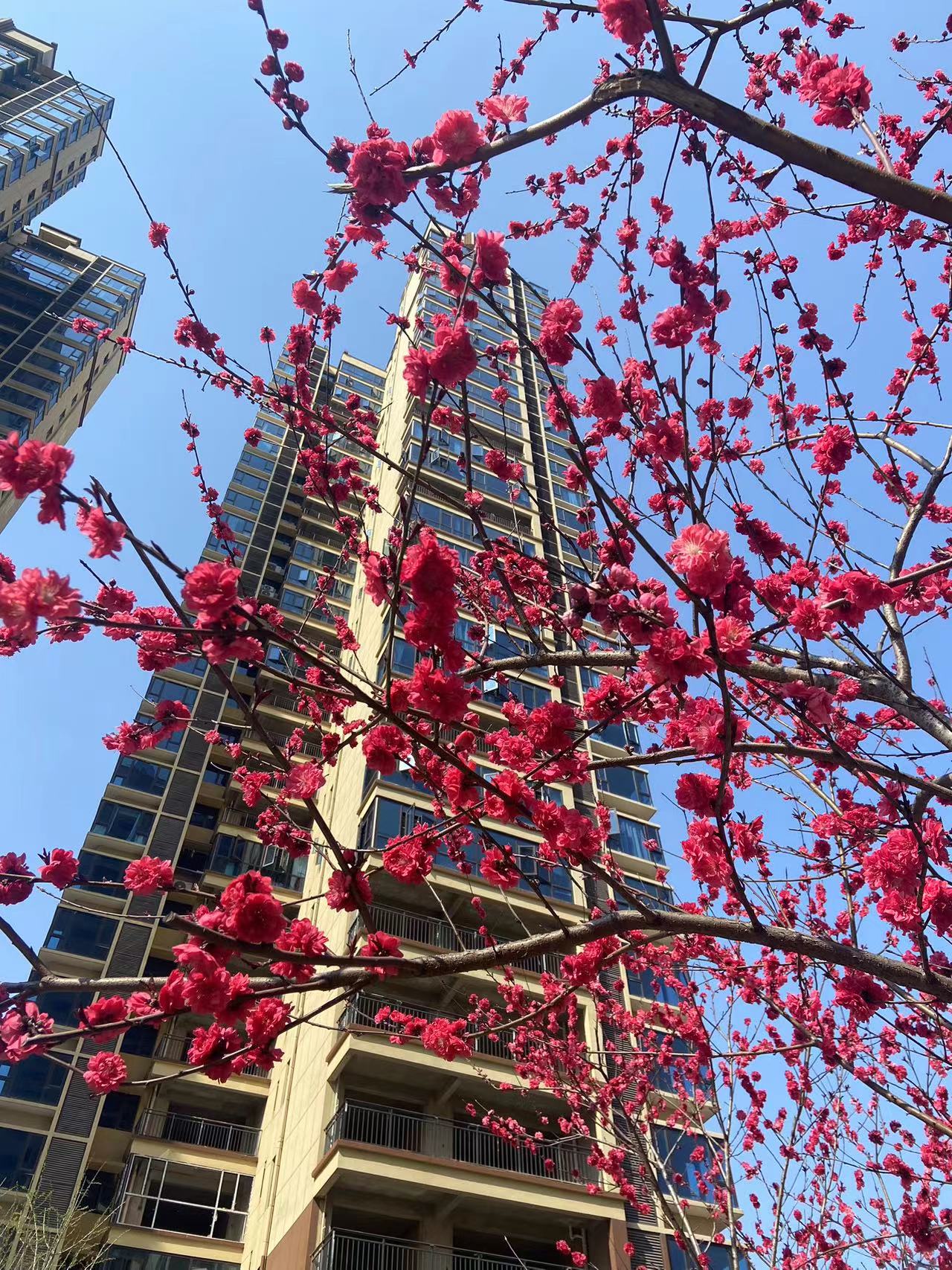 万顺康庭  3室2厅2卫    74.0万