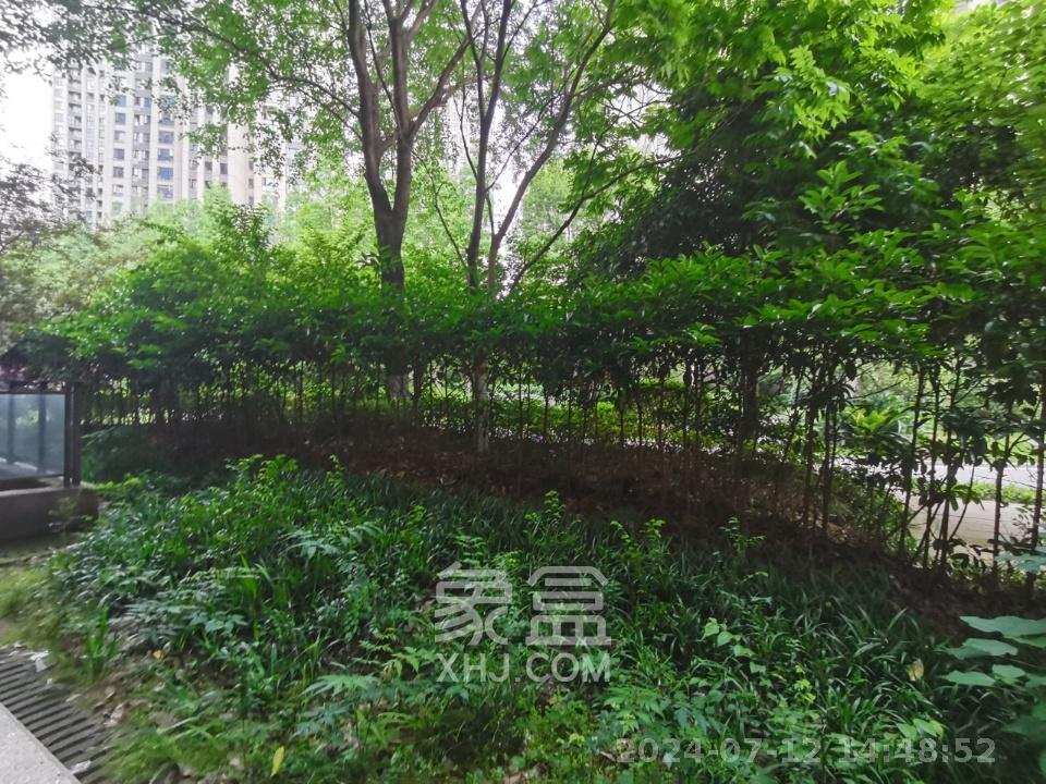 金茂梅溪湖  4室2厅2卫   4600.00元/月室内图