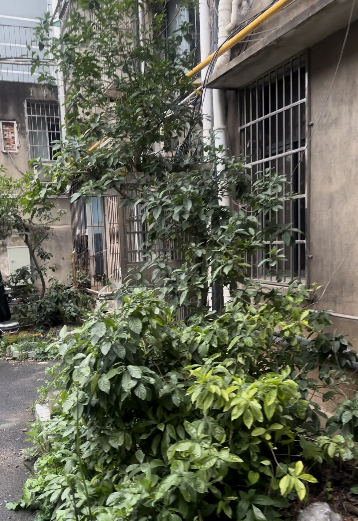 上麻园岭192号卫生厅宿舍前栋