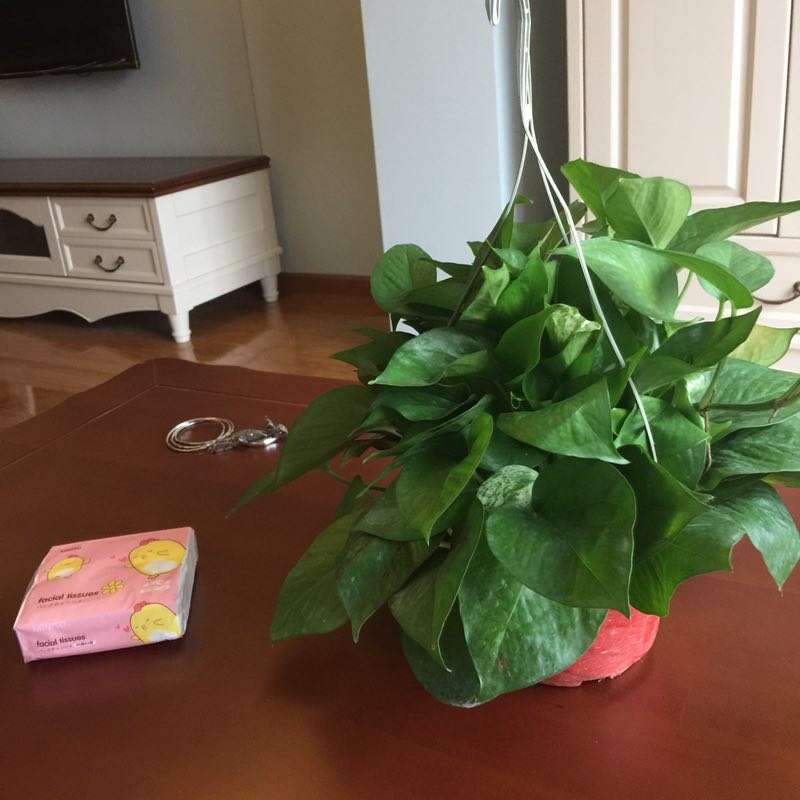 保利星座  1室1厅1卫    2200.0元/月户型图